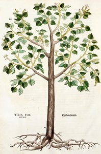 Tilia Lindenbaum, eller Lime Tree, illustrasjon fra 